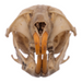 Real California Vole Skull