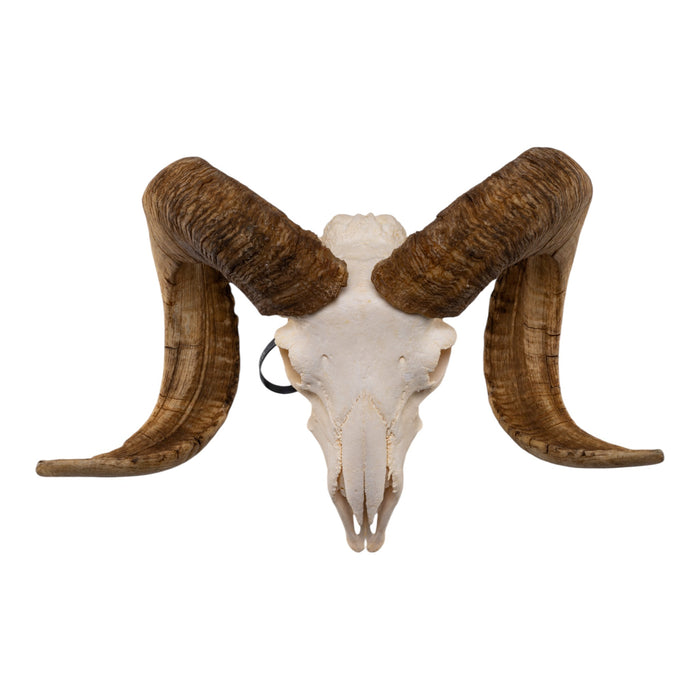 Real Merino Ram Skull