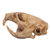 Real California Vole Skull