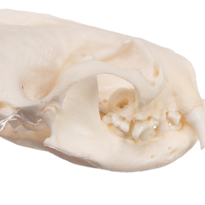 Real Mink Skull - Pathology