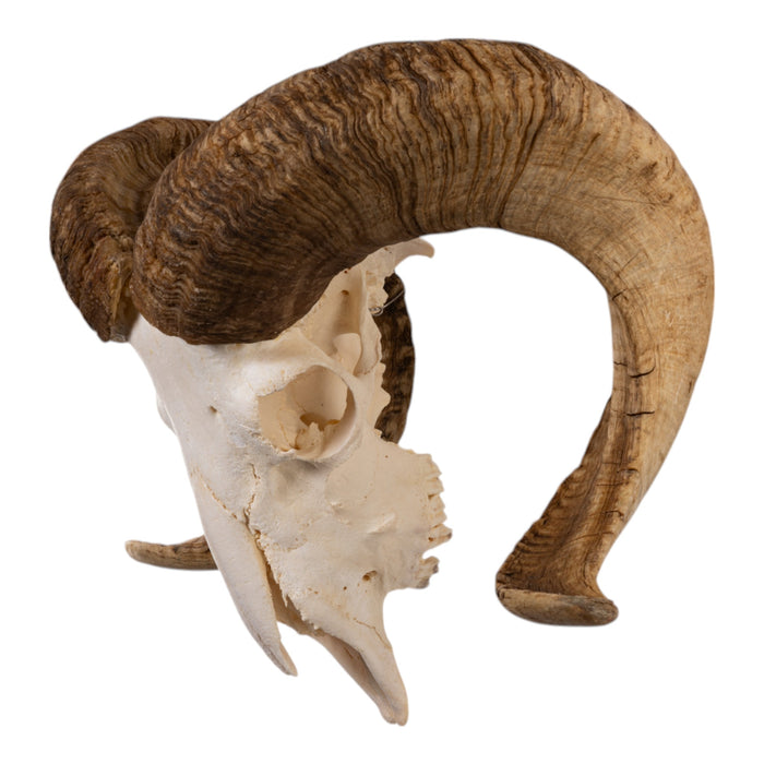 Real Merino Ram Skull