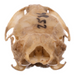 Real California Vole Skull