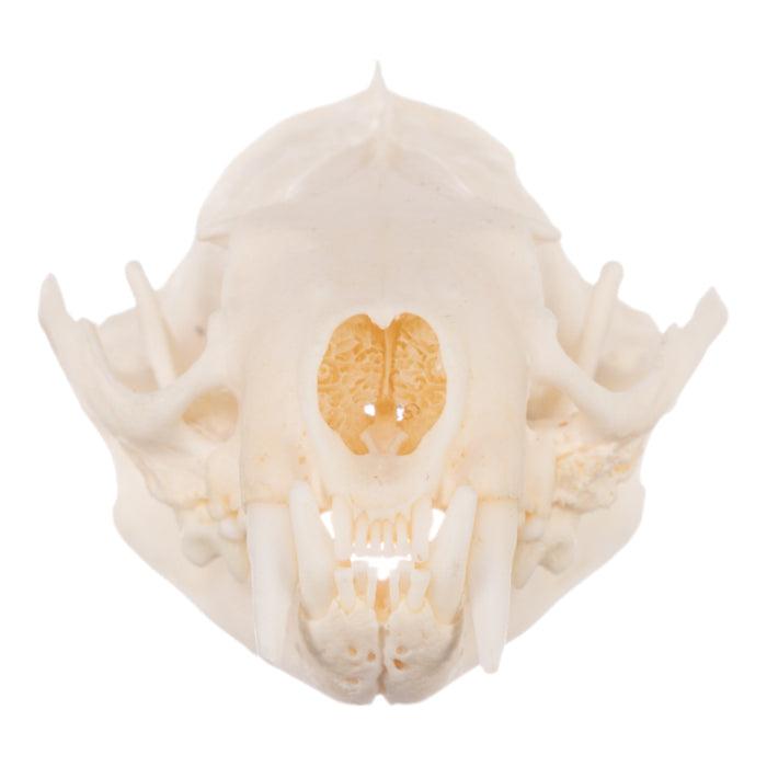 Real Mink Skull - Pathology