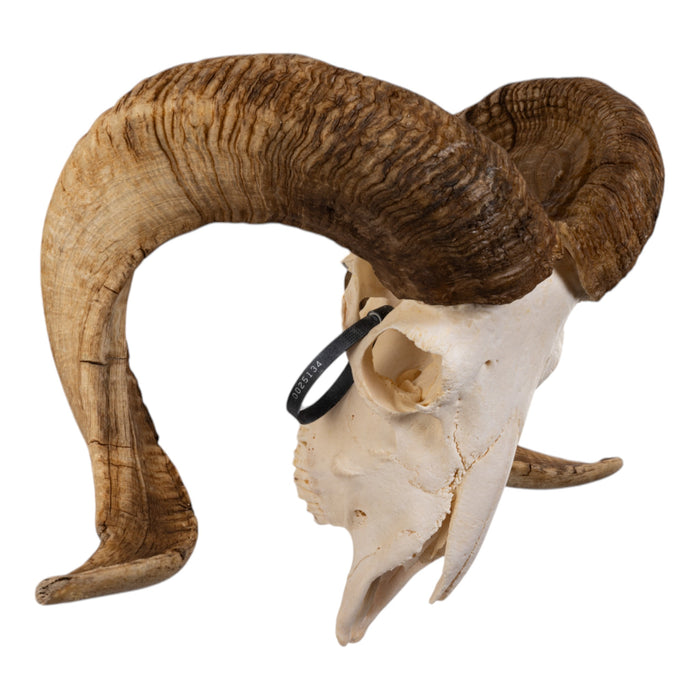 Real Merino Ram Skull