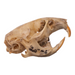 Real California Vole Skull