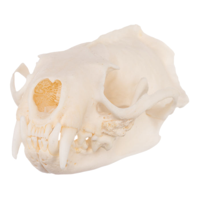 Real Mink Skull - Pathology