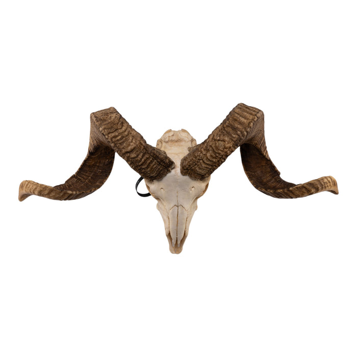 Real Merino Ram Skull - Premium