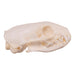 Real African Grey Mongoose Skull