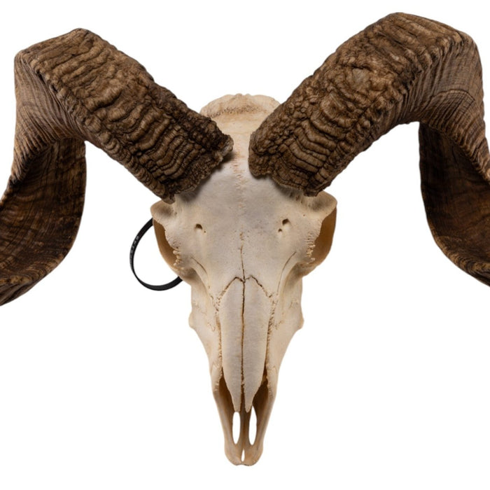 Real Merino Ram Skull - Premium