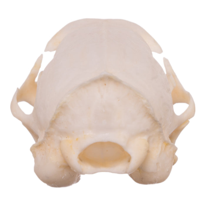 Real African Grey Mongoose Skull