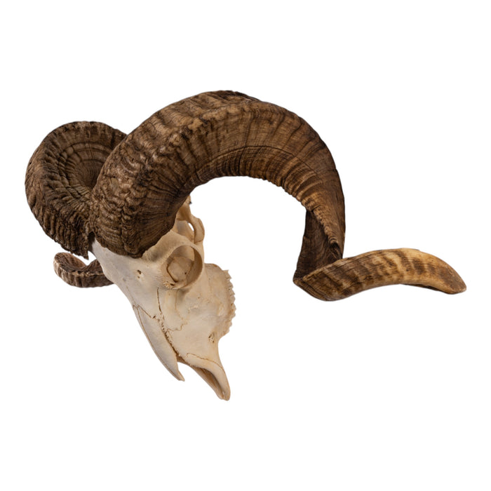 Real Merino Ram Skull - Premium