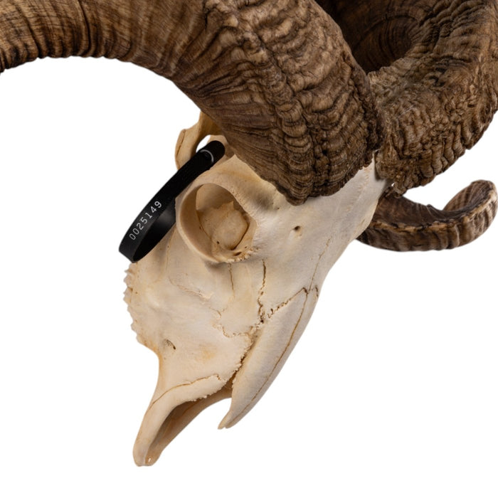 Real Merino Ram Skull - Premium