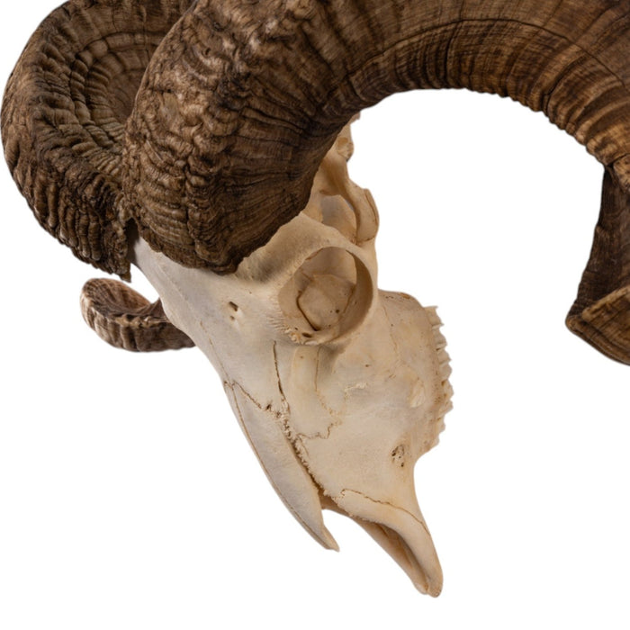 Real Merino Ram Skull - Premium