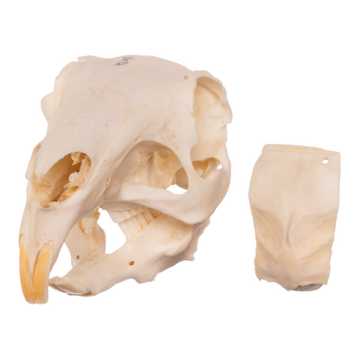 Real Patagonian Cavy Skull