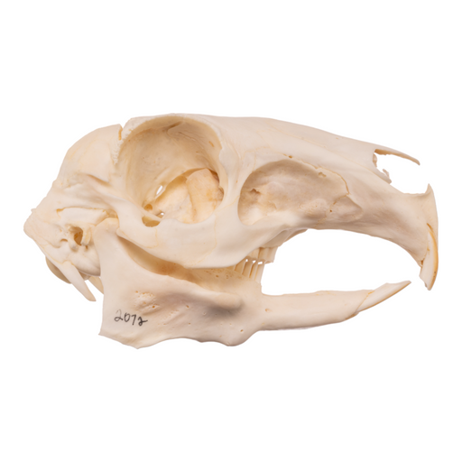 Real Patagonian Cavy Skull