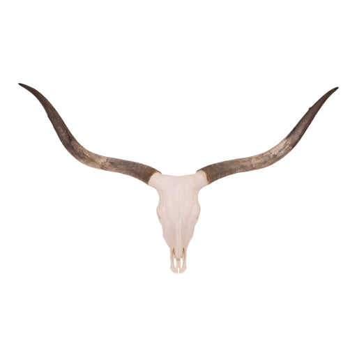 Real Longhorn Skull