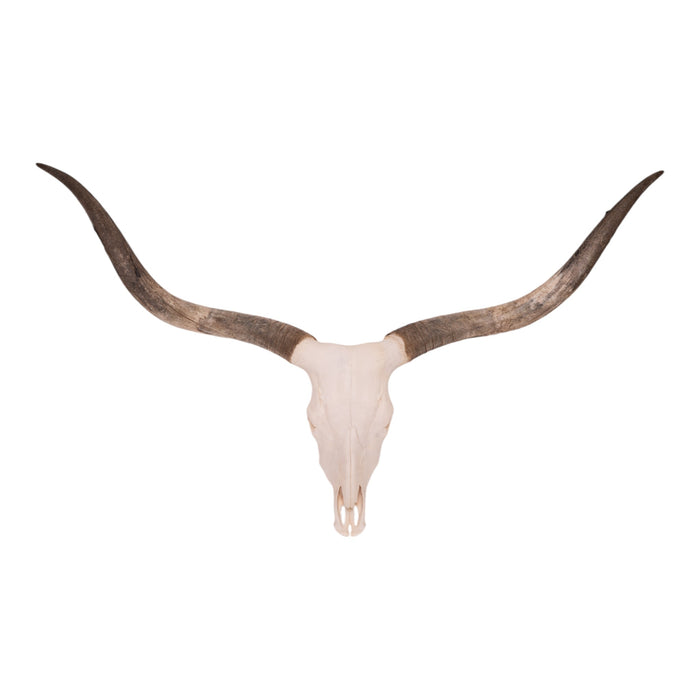 Real Longhorn Skull