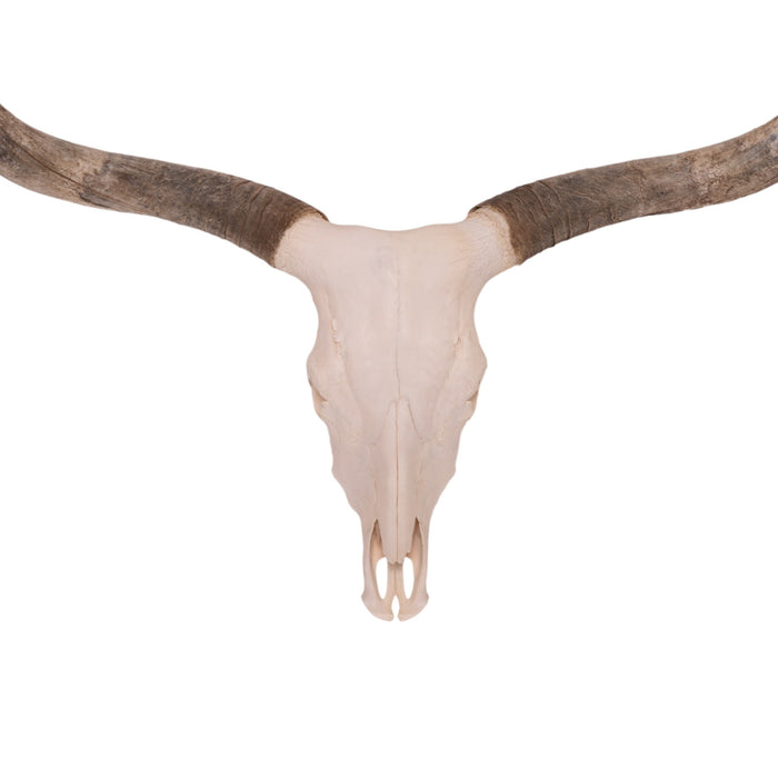 Real Longhorn Skull