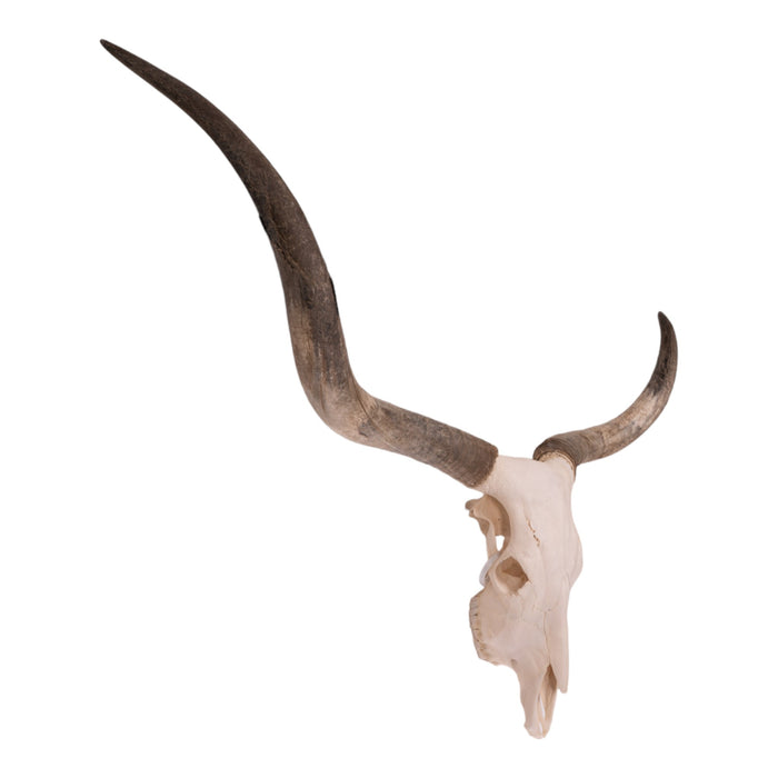 Real Longhorn Skull