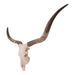 Real Longhorn Skull