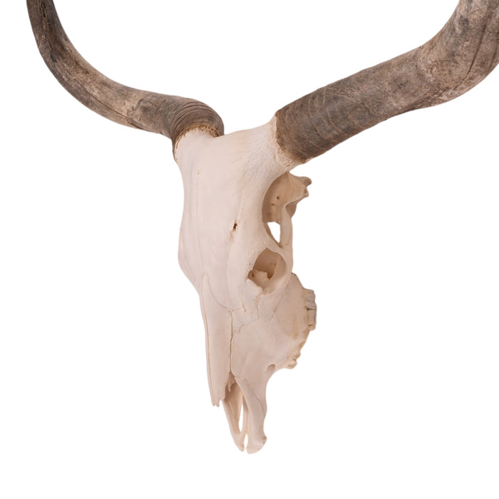 Real Longhorn Skull