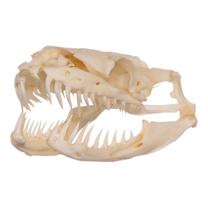 Real Reticulated Python Skull