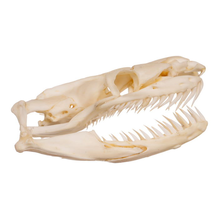 Real Reticulated Python Skull