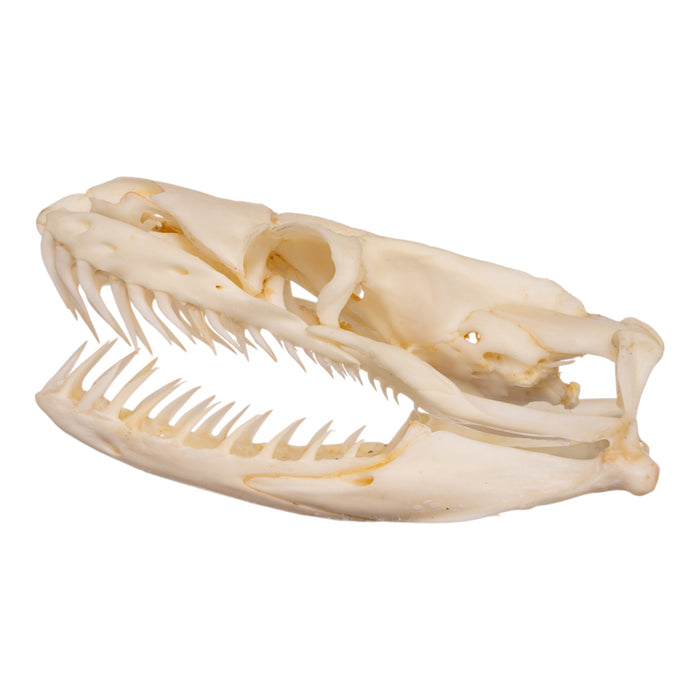 Real Reticulated Python Skull