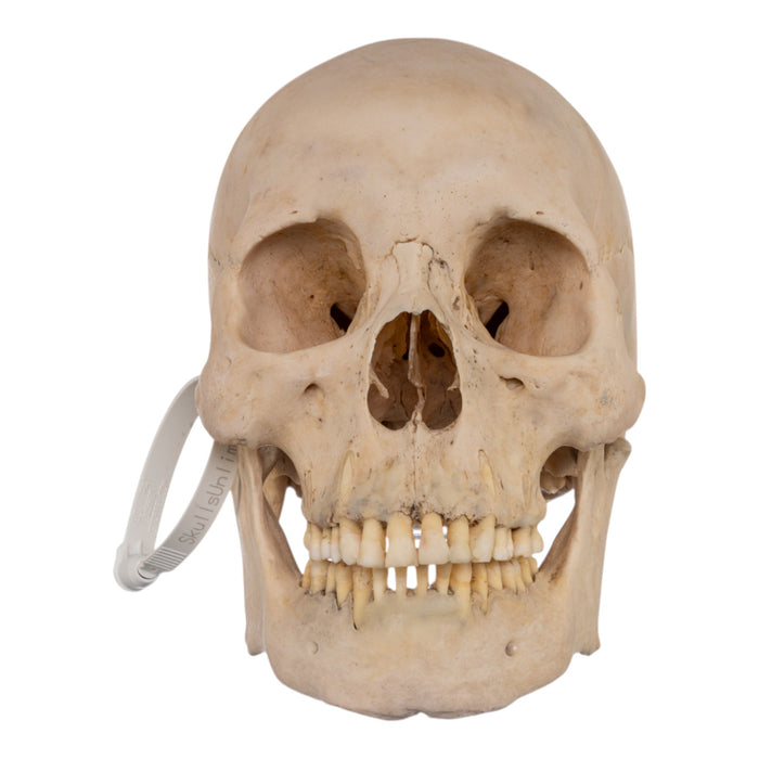 Real Human Skull