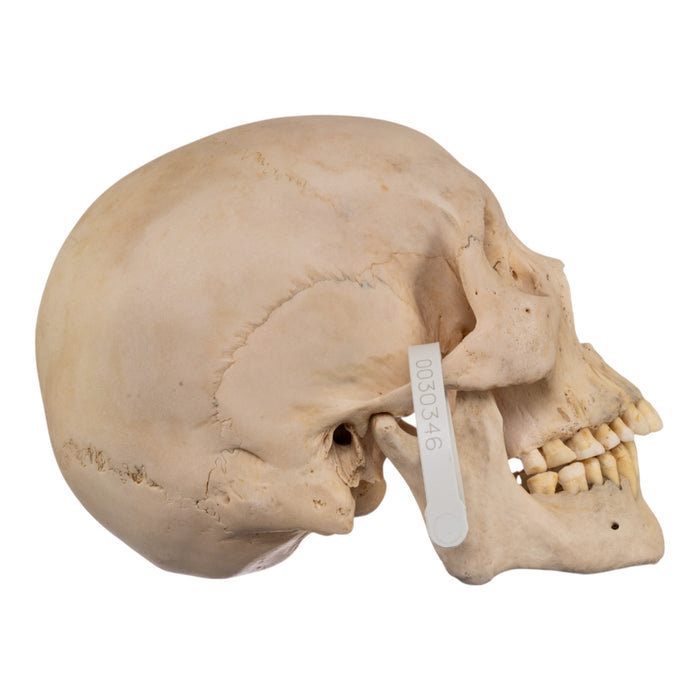 Real Human Skull