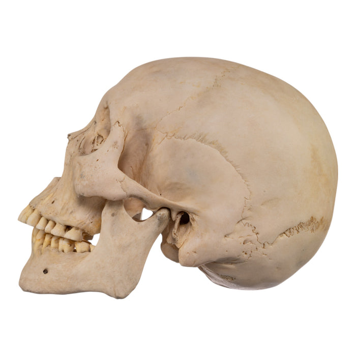 Real Human Skull