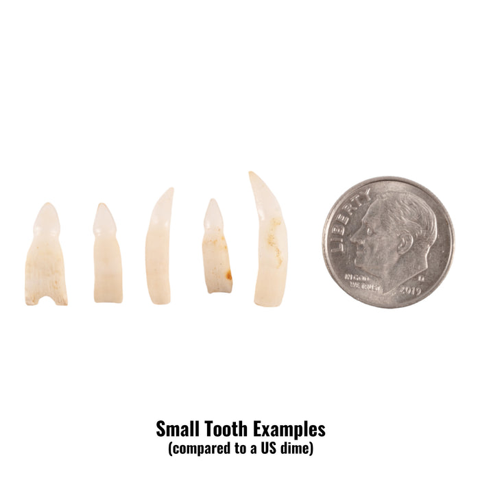 Real Alligator Tooth