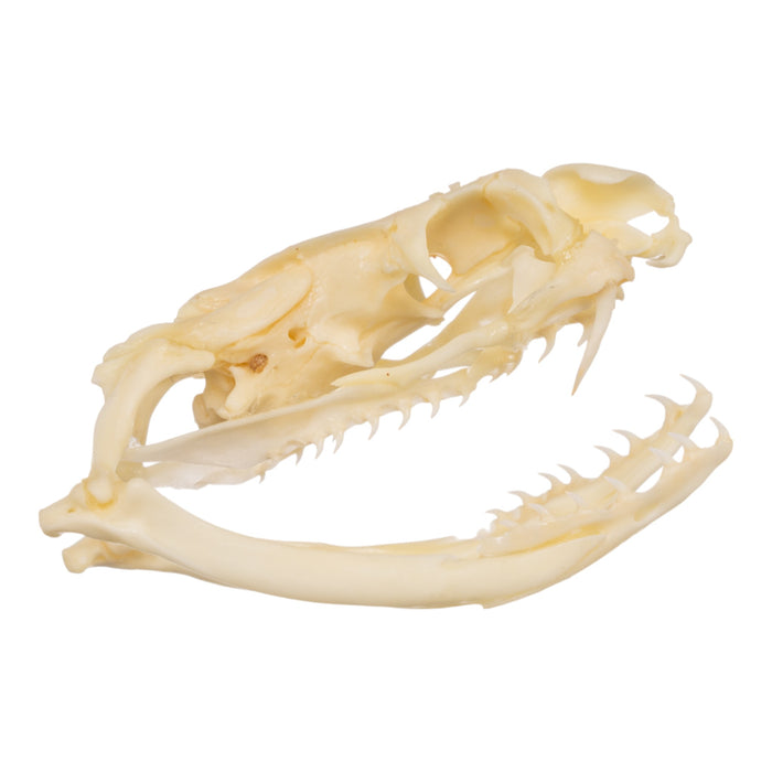 Real Snake Skull