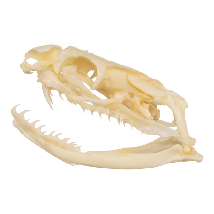 Real Snake Skull