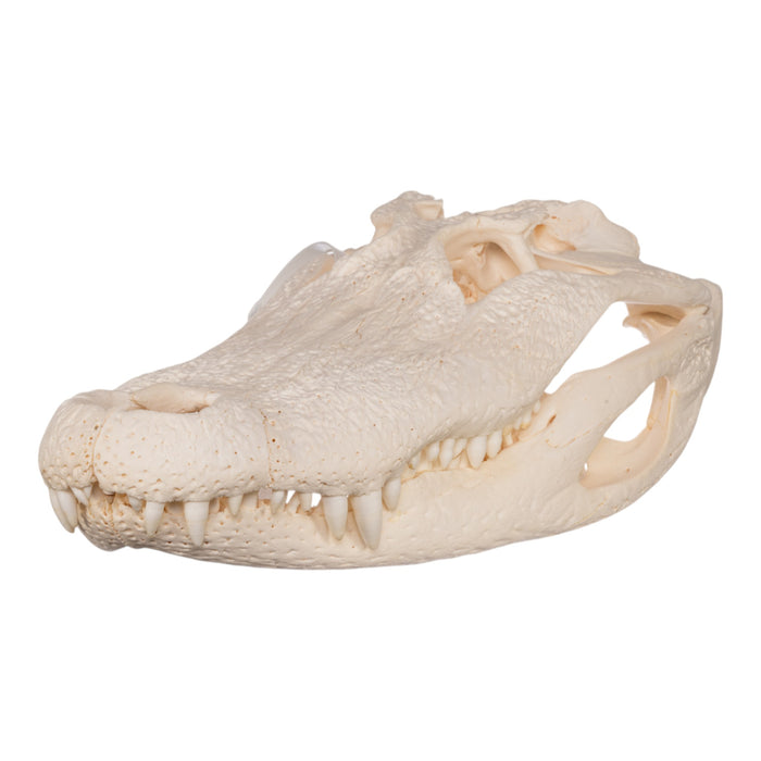 Real American Alligator Skull (19.3")