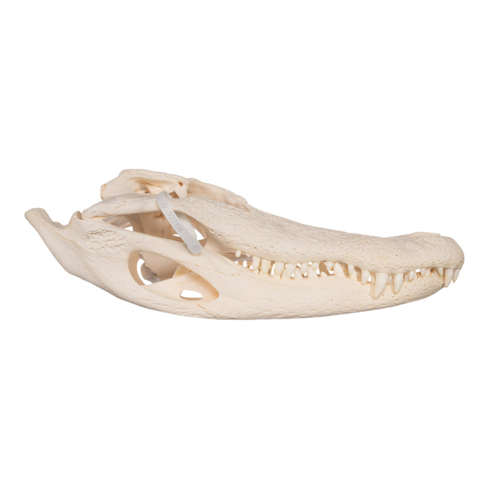 Real American Alligator Skull (19.3")