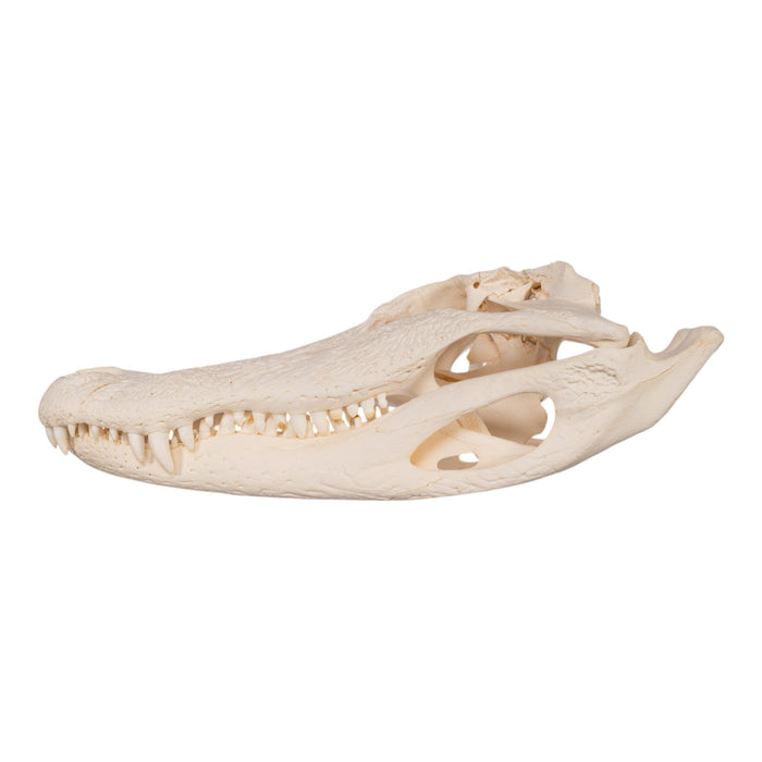 Real American Alligator Skull (19.3")