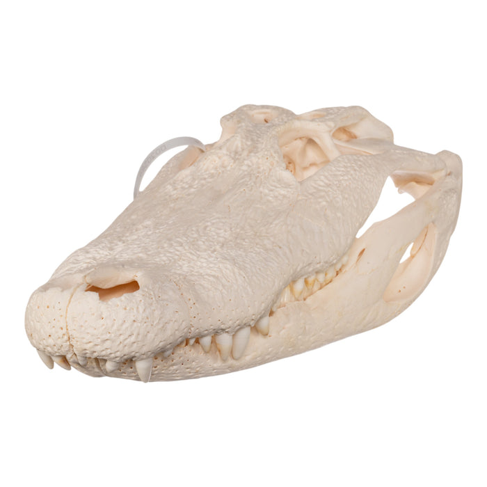 Real American Alligator Skull (19.1")