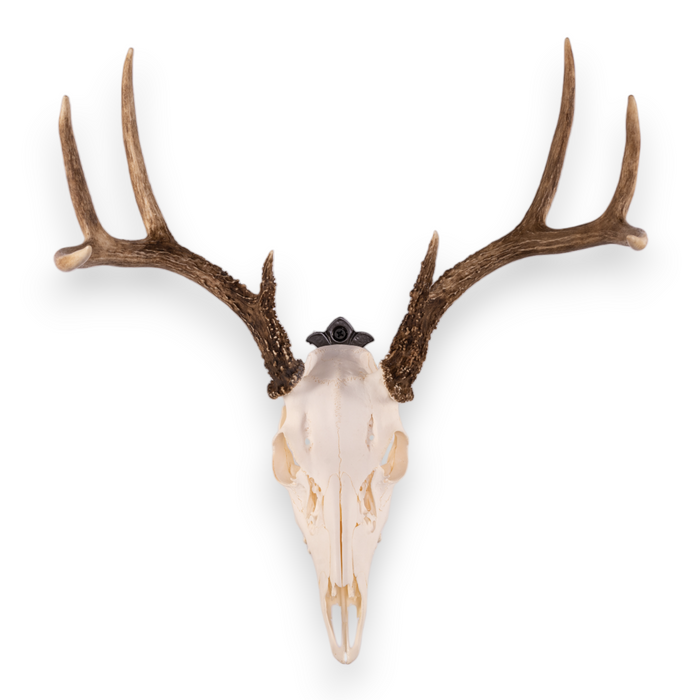 Metal Skull Mount - The 'Buck' Bracket