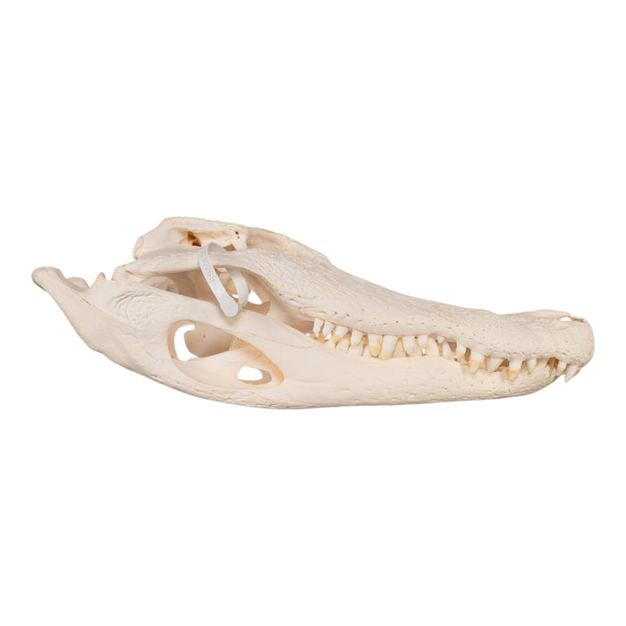 Real American Alligator Skull (19.1")