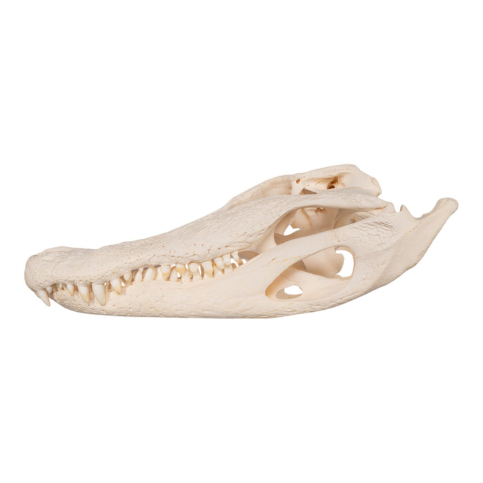 Real American Alligator Skull (19.1")