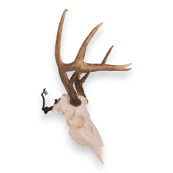 Metal Skull Mount - The 'Buck' Bracket