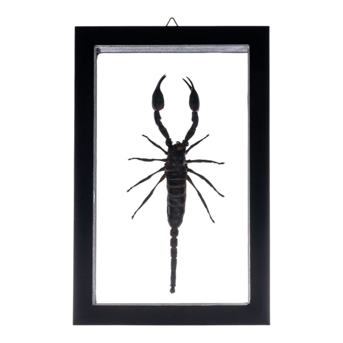 Real Large Scorpion in Double Glass Black Frame