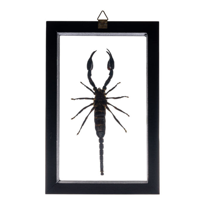 Real Large Scorpion in Double Glass Black Frame