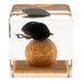 Real Dung Beetle in Acrylic Cube