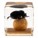 Real Dung Beetle in Acrylic Cube