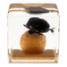 Real Dung Beetle in Acrylic Cube