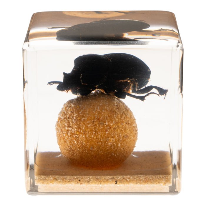 Real Dung Beetle in Acrylic Cube