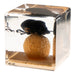 Real Dung Beetle in Acrylic Cube