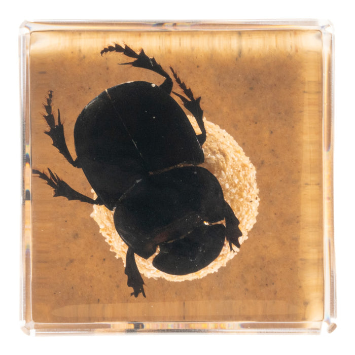 Real Dung Beetle in Acrylic Cube